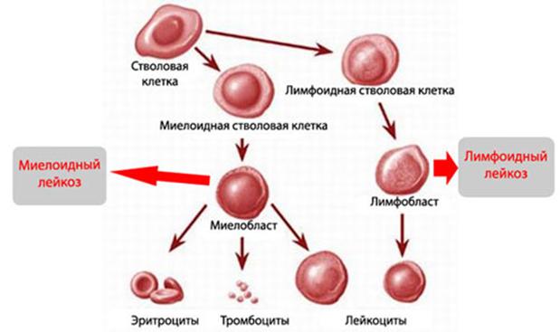 Какой браузер установить для кракена